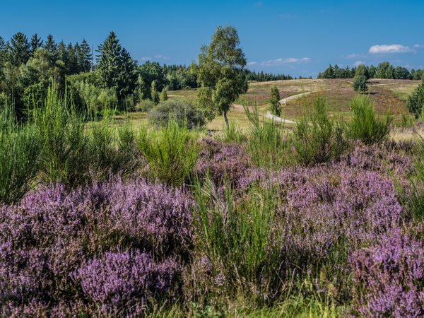Die Trupbacher Heide bekommt einen neuen Wanderweg. (Archivfoto: Stadt Siegen)
