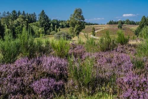 Die Trupbacher Heide bekommt einen neuen Wanderweg. (Archivfoto: Stadt Siegen)