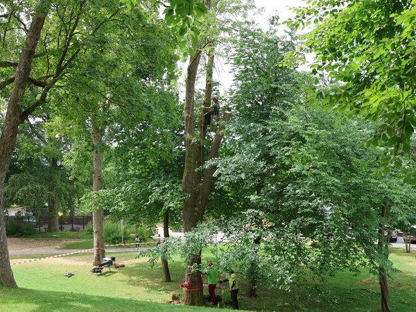 Im Schlosspark wurde gestern (8. Juli 2025) eine etwa 22 Meter hohe Esche gefällt