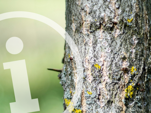 Symbolfoto Baumfällung (Foto: canva.com)