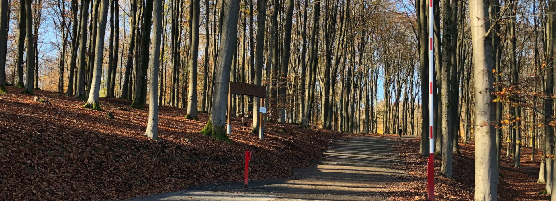 Siegener Friedhofswald (Foto: Stadt Siegen)