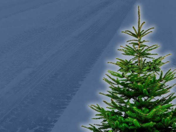 Symbolfoto Abholung Weihnachtsbäume