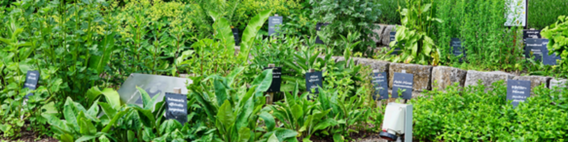 Kräutergarten der Juliana von Stolberg im Schlosspark (Foto: Foto: Hermann Schäl für KulturSiegen)