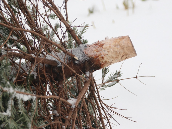 Symbolfoto: Entsorgung von Weihnachtsbäumen (Foto: www.pixabay.com/planetfox)
