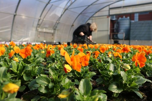 Blütenpracht: Die Frühjahrsblüher stehen bereit, um in der Stadt verteilt zu werden. (Foto: Stadt Siegen)
