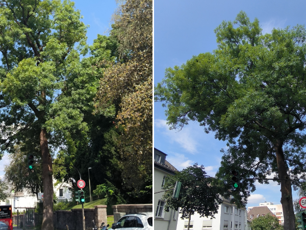 Prägnante Esche an der Kampenstraße muss gefällt werden. (Foto: Stadt Siegen)