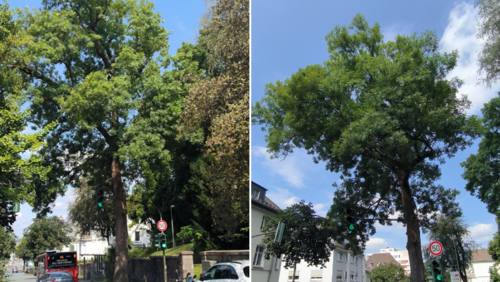 Prägnante Esche an der Kampenstraße muss gefällt werden. (Foto: Stadt Siegen)