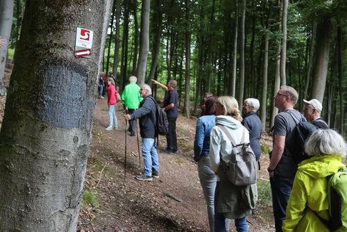 Ein kurzer Anstieg über Stock und Stein führte die Wandergruppe am Friedhofswald vorbei wieder zurück zum Endpunkt auf dem Wanderparkplatz im Historischen Tiergarten. (Foto: Stadt Siegen)