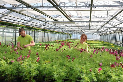 Bereiten die Blumen für die Auspflanzung in den kommenden Wochen vor: (v.l.) Christian Sartor, Leiter der Stadtgärtnerei und Mitarbeiterin Rebekka Stracke. (Foto: Stadt Siegen) 
