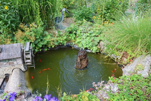 Im Feuchtbiotop des Gewinner-Gartens des 10. Siegener Kleingartenpreises fühlen sich auch die Fische wohl. (Foto: Stadt Siegen)